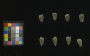 seed