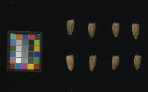 seed