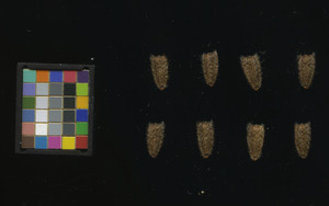 seed