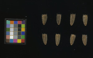 seed