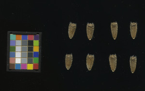 seed