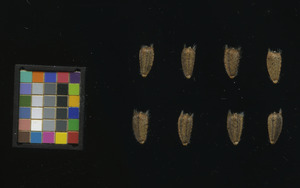 seed