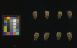 seed