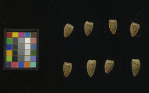 seed