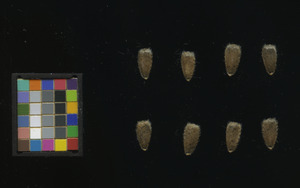 seed