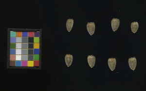 seed
