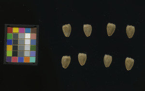 seed