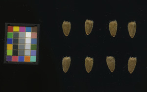 seed
