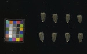 seed