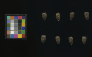 seed