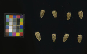 seed