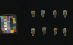 seed