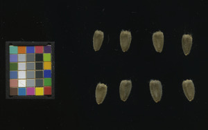 seed