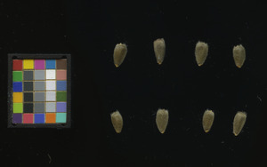 seed