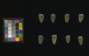 seed