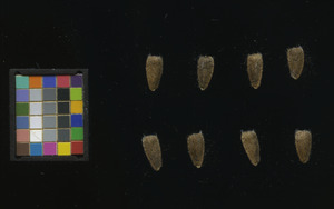 seed