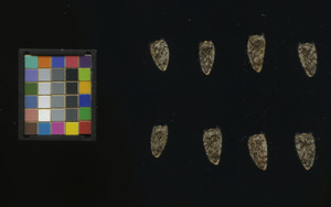 seed