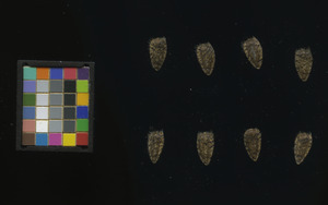 seed