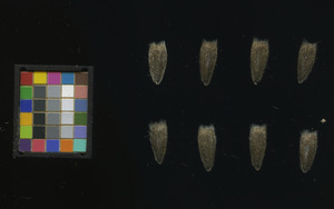 seed