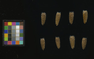 seed