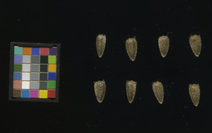 seed