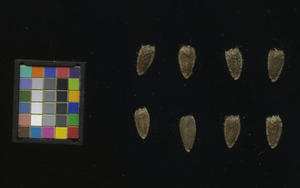 seed