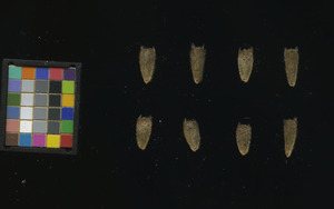 seed