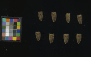 seed