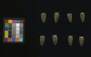 seed