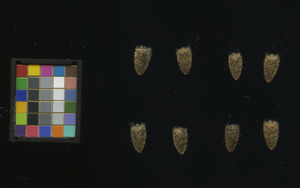 seed