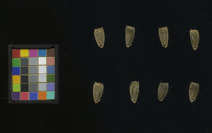 seed