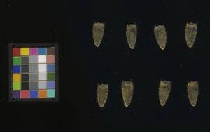 seed