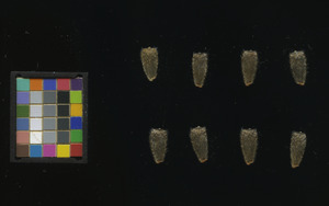 seed