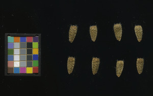 seed