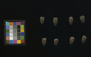 seed