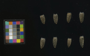 seed