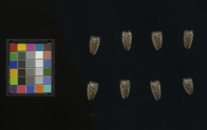 seed
