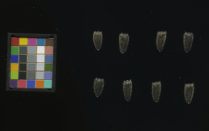seed