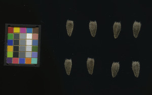 seed
