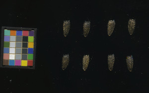 seed