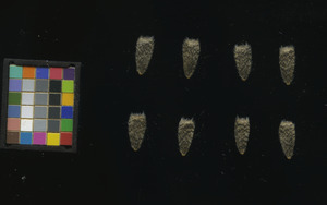 seed