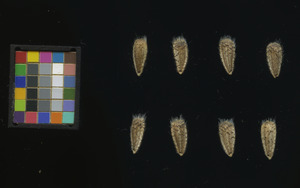 seed