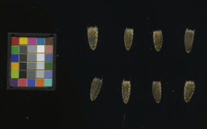 seed