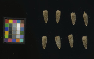 seed