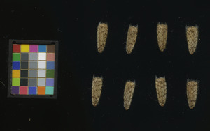 seed