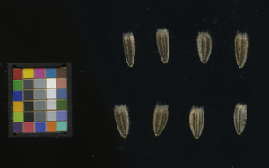 seed