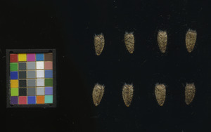 seed