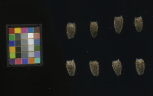 seed