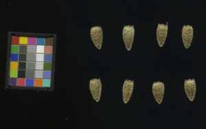 seed