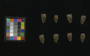 seed